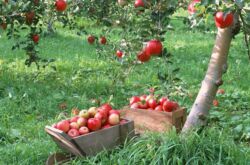 Menanam pokok buah pada musim bunga: kaedah terbaik