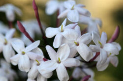 Doftande inomhusväxter. Doftande växter för rum och vinterträdgårdar. Blommor. Ett foto