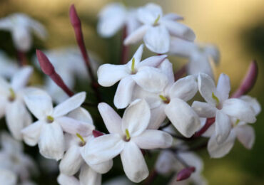 Doftande inomhusväxter. Doftande växter för rum och vinterträdgårdar. Blommor. Ett foto