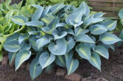 Hosta växt