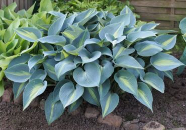 Hosta växt