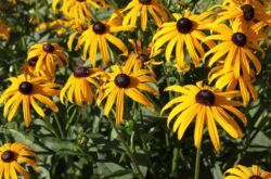 Rudbeckia växt