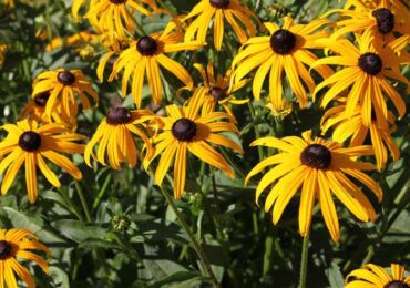 Rudbeckia växt