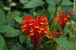 Scutellaria (Shlemnik) - penjagaan di rumah. Penanaman, pemindahan dan pembiakan Scutellaria. Penerangan. Gambar