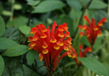 Scutellaria (Shlemnik) - penjagaan di rumah. Penanaman, pemindahan dan pembiakan Scutellaria. Penerangan. Gambar