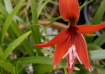 Sprekelia - penjagaan di rumah. Penanaman, pemindahan dan pembiakan Sprekelia. Penerangan. Gambar