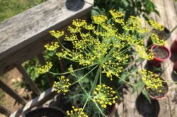 Dill - plantering och vård i det öppna fältet. Växande dill på vintern och våren. Tips, videor