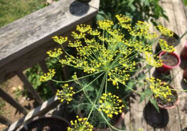 Dill - plantering och vård i det öppna fältet. Växande dill på vintern och våren. Tips, videor