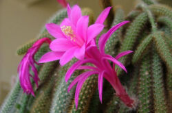 Aporocactus - penjagaan di rumah. Penanaman, pemindahan dan pembiakan Aporocactus. Penerangan, jenis. Gambar