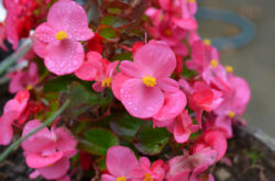 Begonia - penjagaan di rumah. Tumbuh begonia, pemindahan dan pembiakan. Penerangan, jenis. Gambar