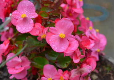 Begonia - penjagaan rumah. Tumbuh begonia, pemindahan dan pembiakan. Penerangan, jenis. Gambar