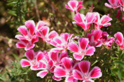 Clarkia blommor - plantering och vård i det öppna fältet. Växande klarke från frön. Beskrivning. Ett foto