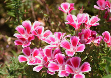 Bunga Clarkia - menanam dan merawat di ladang terbuka. Tumbuh clarke dari biji. Penerangan. Gambar