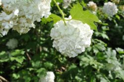 Kalina Buldenezh - plantering och odling. Reproduktion och vård av dekorativ viburnum Buldenezh