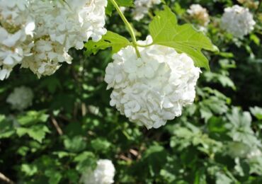 Kalina Buldenezh - plantering och odling. Reproduktion och vård av dekorativ viburnum Buldenezh