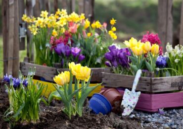 Plantera lökformiga blommor på hösten