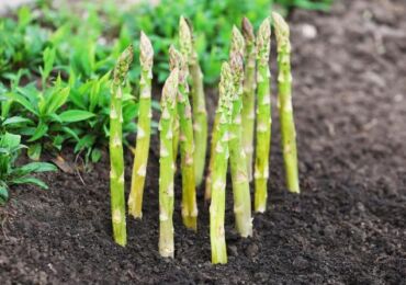 Bagaimana penanaman dan perawatan asparagus dilakukan? Foto, arahan video