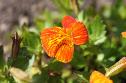 Mimulus eller läppstift - plantering och vård i det öppna fältet. Växande mimulus från frön i trädgården och hemma. Beskrivning, typer. Ett foto