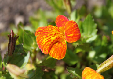 Mimulus atau gincu - menanam dan merawat di kawasan lapang. Tumbuh mimulus dari biji di kebun dan di rumah. Penerangan, jenis. Gambar