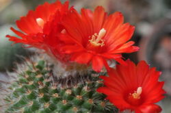 Cactus parody - penjagaan di rumah. Penanaman, pemindahan dan pembiakan parodi. Penerangan, jenis. Gambar