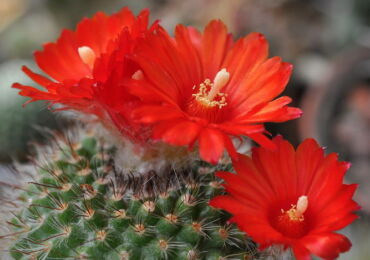 Cactus parody - penjagaan di rumah. Penanaman, pemindahan dan pembiakan parodi. Penerangan, jenis. Gambar