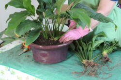 Hur man transplanterar spathiphyllum ordentligt. Spathiphyllumtransplantation efter köp hemma