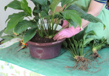 Hur man transplanterar spathiphyllum ordentligt. Spathiphyllumtransplantation efter köp hemma