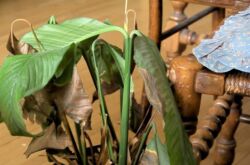 Spathiphyllum: blir lövspetsarna svarta och torra? Problem med växande spathiphyllum