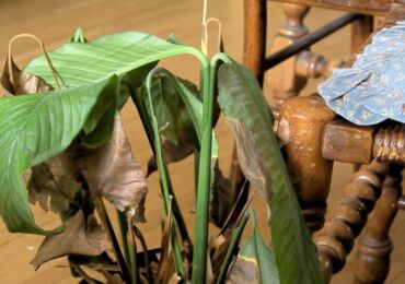 Spathiphyllum: blir bladens spetsar svarta och torra? Problem med växande spathiphyllum