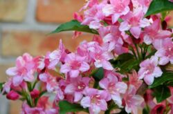 Weigela