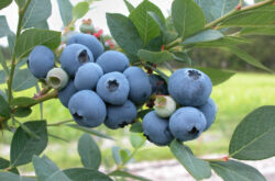 Bagaimana penanaman, pembiakan dan penjagaan blueberry kebun dilakukan. Penerangan, jenis. Gambar