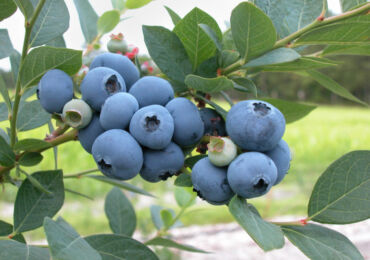 Bagaimana penanaman, pembiakan dan perawatan blueberry kebun dilakukan. Penerangan, jenis. Gambar