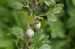 Cara menghilangkan cendawan serbuk gooseberry