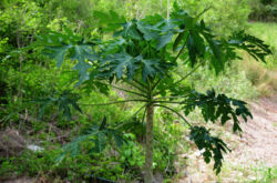 Papaya - hemvård. Papaya odling, transplantation och reproduktion. Beskrivning. Ett foto