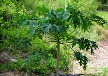 Papaya - hemvård. Papaya odling, transplantation och reproduktion. Beskrivning. Ett foto