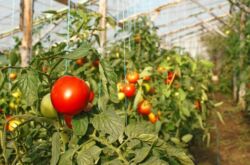 Jenis tomato terbaik dan paling produktif untuk rumah hijau, tahan fros