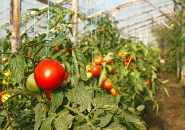 Jenis tomato terbaik dan paling produktif untuk rumah hijau, tahan fros