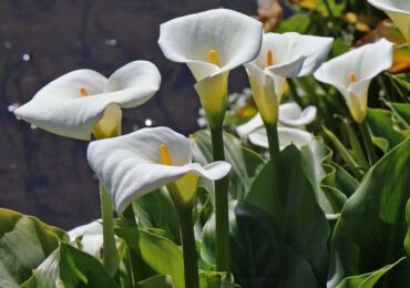 Taman teratai Calla