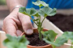 Pemindahan geranium (pelargonium). Cara pemindahan geranium dengan betul