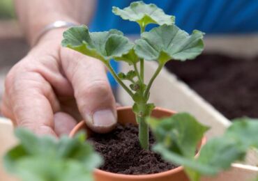 Geranium (pelargonium) transplantation. Hur man transplanterar pelargoner korrekt