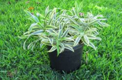 Dracaena unbent - penjagaan rumah. Penanaman dracaena bengkok, pemindahan dan pembiakan. Penerangan, jenis. Gambar