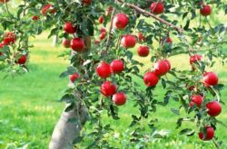 Cara menjaga pokok epal. Peraturan untuk menanam dan merawat pokok epal di kebun