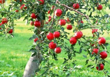 Cara menjaga pokok epal. Peraturan untuk menanam dan merawat pokok epal di kebun