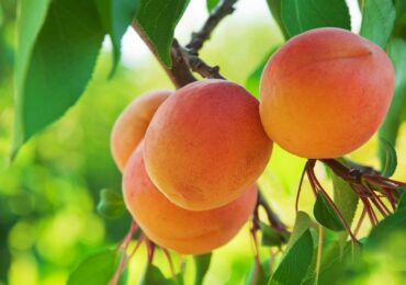 Varför bär inte aprikosen frukt? De främsta orsakerna och lösningarna