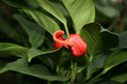 Scherzers anthurium - hemvård. Odling av anthuriumscherzer, transplantation och reproduktion. Beskrivning. Ett foto