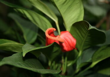 Anthurium Scherzer - hemvård. Odling av anthuriumscherzer, transplantation och reproduktion. Beskrivning. Ett foto