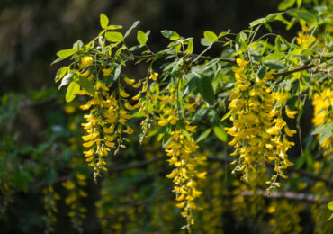 Bobovnik atau "Golden Rain" - menanam dan merawat di ladang terbuka. Tumbuh kekacang di kebun, kaedah pembiakan. Penerangan. Gambar