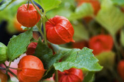 Physalis - penanaman dan penjagaan di kawasan lapang. Tumbuh physalis dari biji. Penerangan, jenis. Gambar