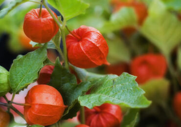 Physalis - penanaman dan penjagaan di kawasan lapang. Tumbuh physalis dari biji. Penerangan, jenis. Gambar