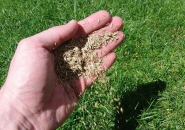 Menanam rumput atau menyemai rumput di musim gugur